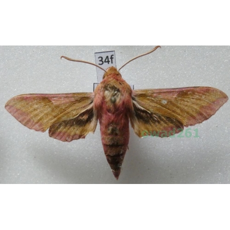 Deilephila porcellus (Linnaeus, 1758) Poland34f